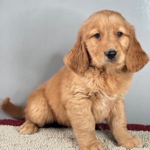 Golden Retriever Puppy Reggie