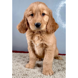 Golden Retriever Puppy Reggie
