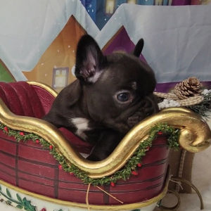 French Bulldog Puppy Tesla