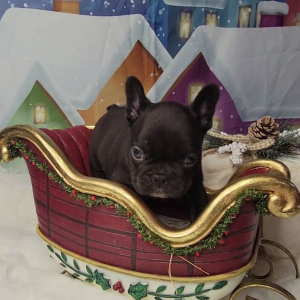 French Bulldog Puppy Tesla
