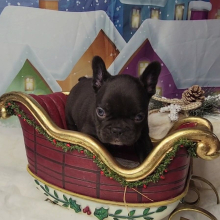 French Bulldog Puppy Tesla