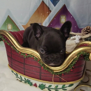French Bulldog Puppy Tesla