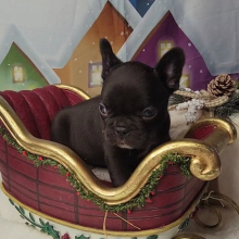 French Bulldog Puppy Tesla