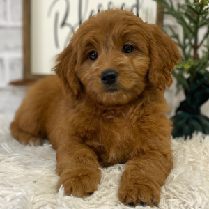 Goldendoodle Puppy Tamara