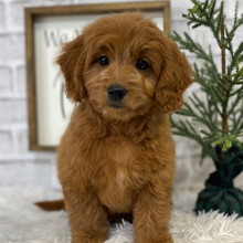 Goldendoodle Puppy Tamara