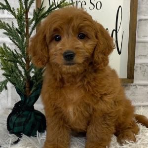 Goldendoodle Puppy Tamara