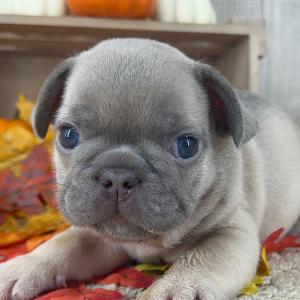 French Bulldog Puppy Tyson