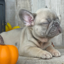 French Bulldog Puppy Tyson