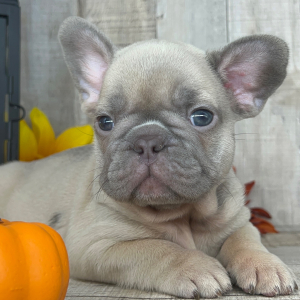 French Bulldog Puppy Tyson