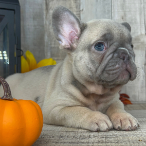 French Bulldog Puppy Tyson