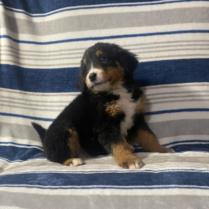 Bernese Mountain Dog Puppy Kim