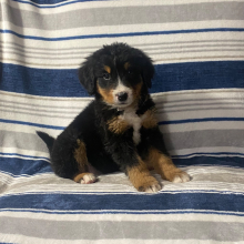 Bernese Mountain Dog Puppy Kim