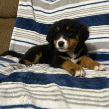 Bernese Mountain Dog Puppy Kim
