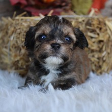 Shihpoo Puppy Harlan