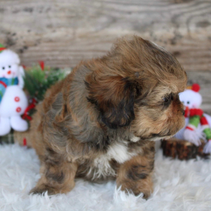 Shihpoo Puppy Harlan