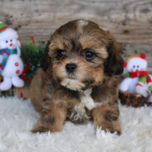 Shihpoo Puppy Harlan