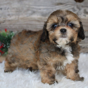 Shihpoo Puppy Harlan