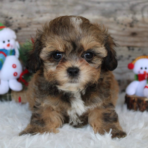 Shihpoo Puppy Harlan
