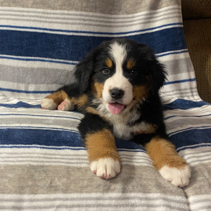 Bernese Mountain Dog Puppy Jack