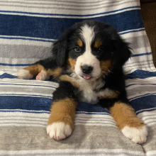 Bernese Mountain Dog Puppy Jack