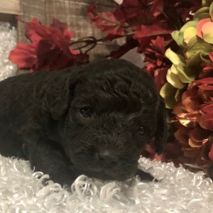Poodle Puppy Ahaz