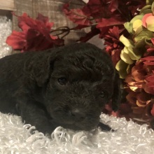 Poodle Puppy Ahaz