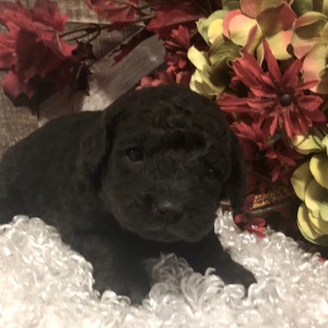 Poodle Puppy Ahaz
