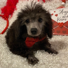 Poodle Puppy Ahaz