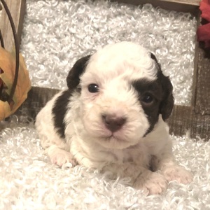 Poodle Puppy Naomi