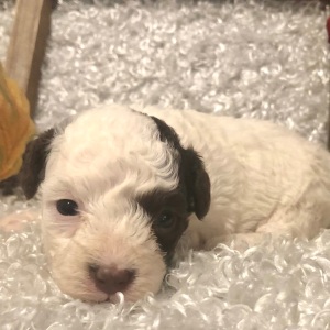 Poodle Puppy Naomi