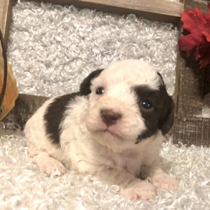 Poodle Puppy Naomi