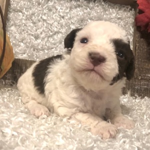 Poodle Puppy Naomi