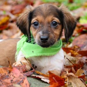 Dachshund Puppy Lilac