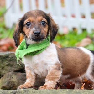 Dachshund Puppy Lilac