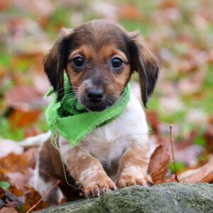 Dachshund Puppy Lilac