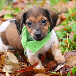 Dachshund Puppy Lilac