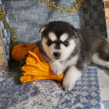 Pomsky Puppy Jasmine