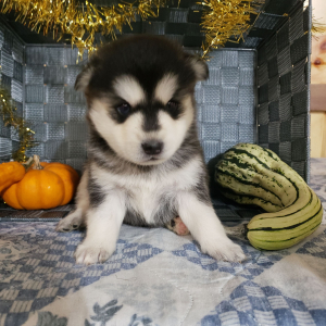 Pomsky Puppy Jasmine