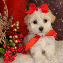 Maltipoo Puppy Izzy