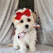 Maltipoo Puppy Izzy