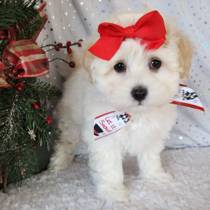 Maltipoo Puppy Izzy