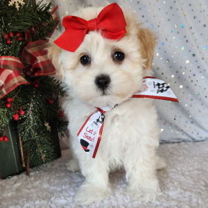 Maltipoo Puppy Izzy