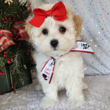 Maltipoo Puppy Izzy
