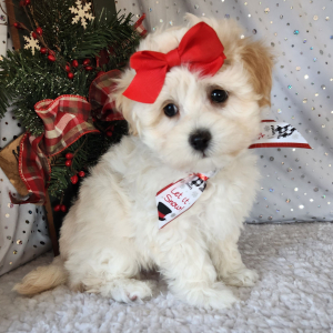 Maltipoo Puppy Izzy