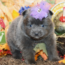 Pomeranian Puppy Leyna