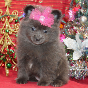 Pomeranian Puppy Leyna