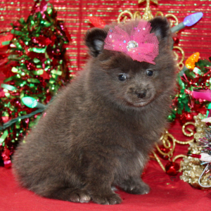 Pomeranian Puppy Leyna