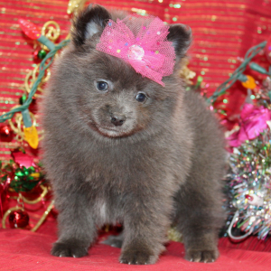 Pomeranian Puppy Leyna