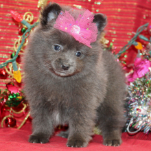 Pomeranian Puppy Leyna