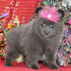 Pomeranian Puppy Leyna